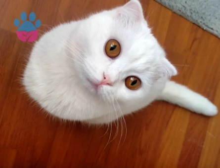 Scottish Fold 11 Aylık Dişi