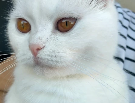 Scottish Fold 11 Aylık Dişi - 118970453