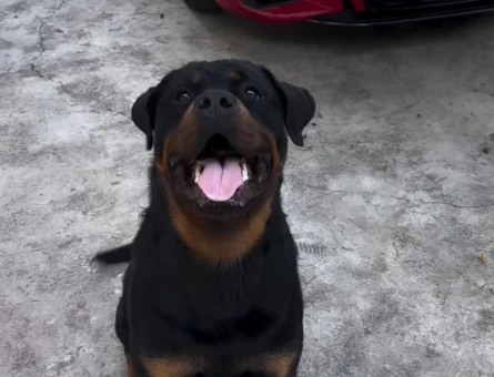 Oğluma Secereli Rottweiller eş arıyorum - 118978576