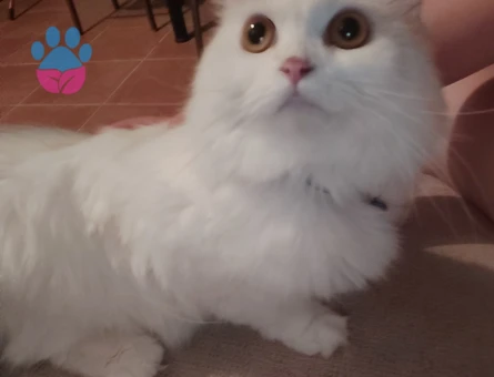 Eş aranıyor kızıma