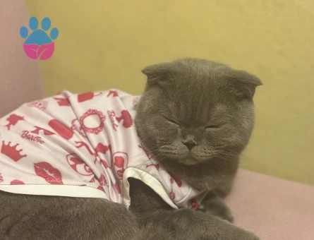 Kedime eş arıyorum