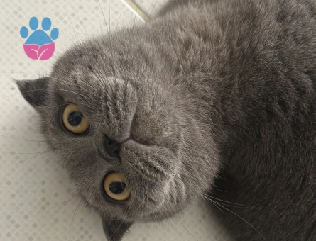 Kedime eş arıyorum