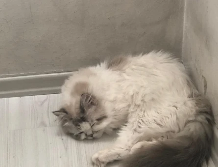 British Longhair - 118978584