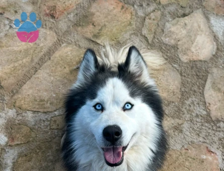 Erkek Husky oğluma eş arıyorum - 118984534