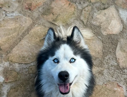 Erkek Husky oğluma eş arıyorum - 118984534