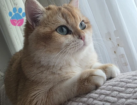 British Shorthair 1 Yaşında Eş Arıyor - 118984535