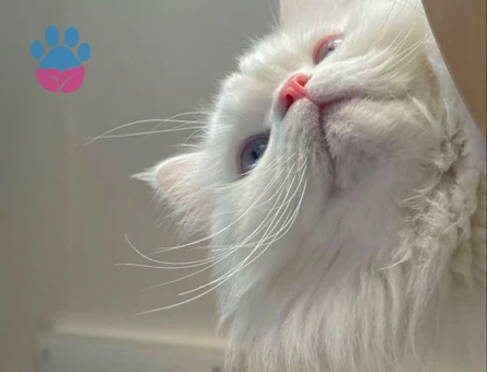 CHİNCHİLLA KEDİ 2 YAŞINDA - 118984536