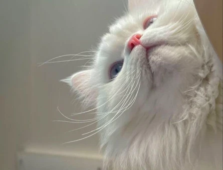 CHİNCHİLLA KEDİ 2 YAŞINDA - 118984536