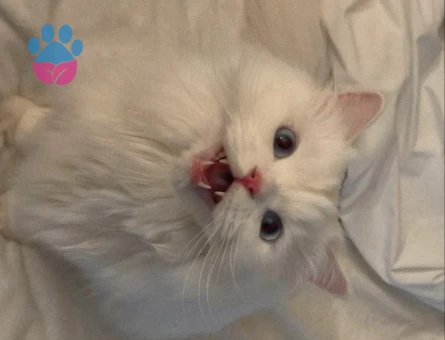 CHİNCHİLLA KEDİ 2 YAŞINDA