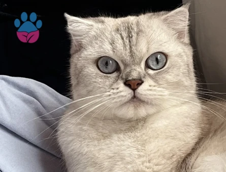 Scottish Fold 2 Yaşında Eş Arıyor