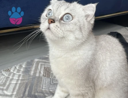 Scottish Fold 2 Yaşında Eş Arıyor