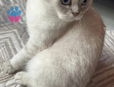 Scottish Fold 2 Yaşında Eş Arıyor