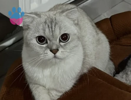 Scottish Fold 2 Yaşında Eş Arıyor