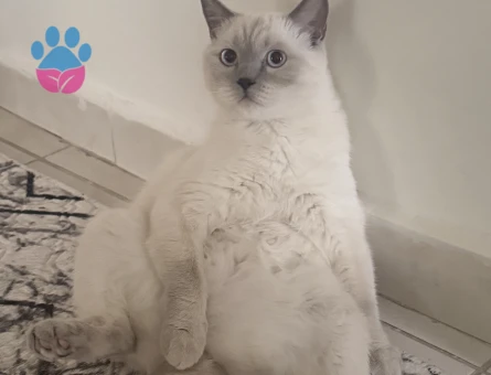 British Shorthair 1,5  Yaşında Eş Arıyor