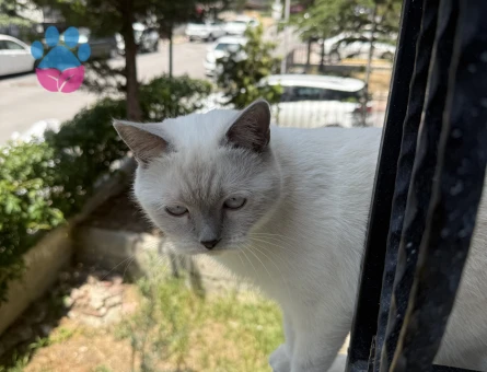 British Shorthair 1,5  Yaşında Eş Arıyor