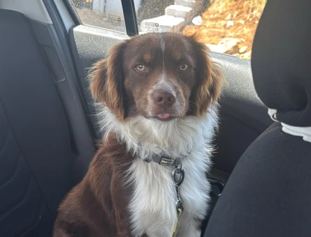 1 yaşında Bordor Collie Erkek - 118984543