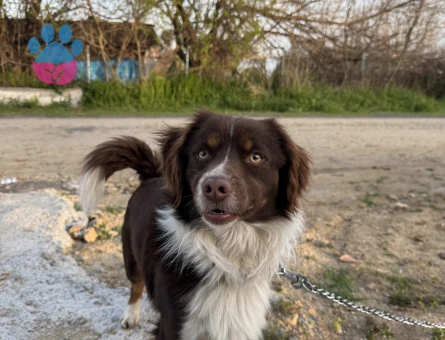 1 yaşında Bordor Collie Erkek