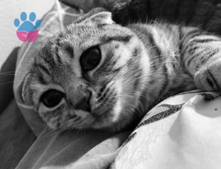 Scottish Fold Dişi Kızgınlıkta - 118984544
