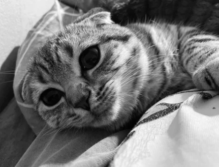 Scottish Fold Dişi Kızgınlıkta - 118984544