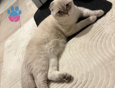 10 aylık scottish fold erkek