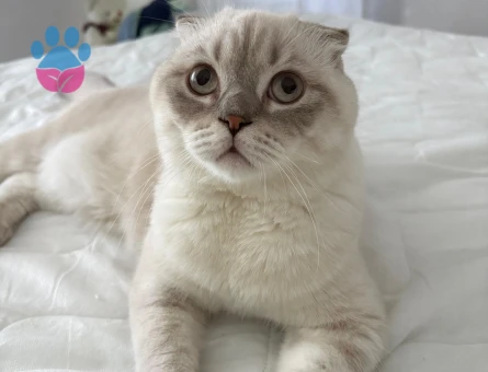 10 aylık scottish fold erkek