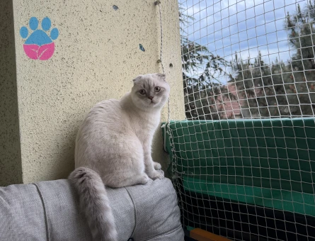 10 aylık scottish fold erkek