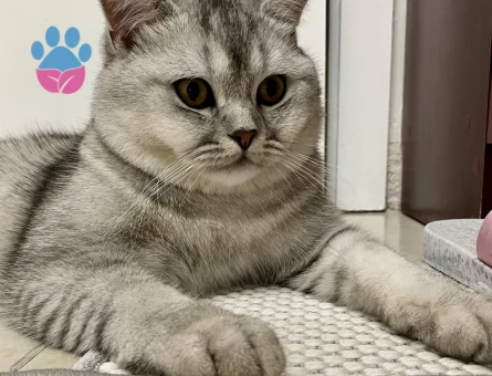 1 YAŞINDA LEO DİŞİ EŞ ARIYORUM ANKARA