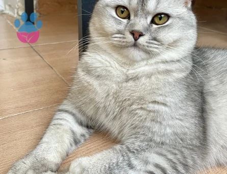 1 YAŞINDA LEO DİŞİ EŞ ARIYORUM ANKARA