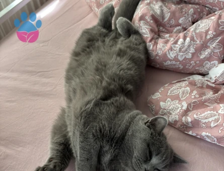 British Shorthair 1 Yaşında Eş Arıyor - 118984549