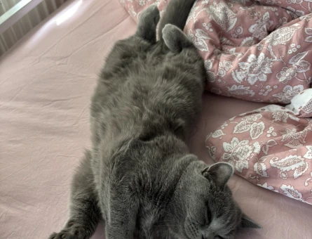 British Shorthair 1 Yaşında Eş Arıyor - 118984549