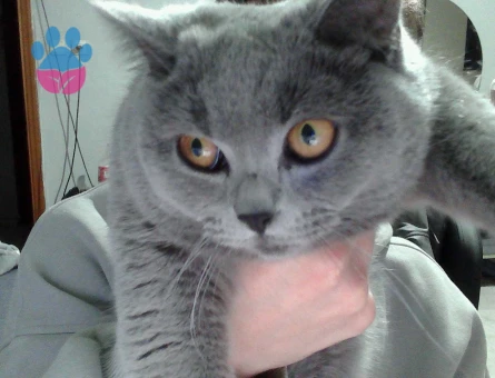 British Shorthair 1 Yaşında Eş Arıyor