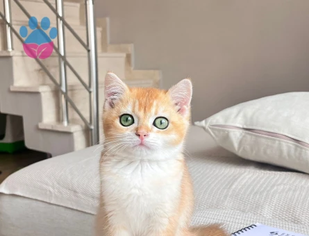 Secereli Ny11 Erkek Golden British