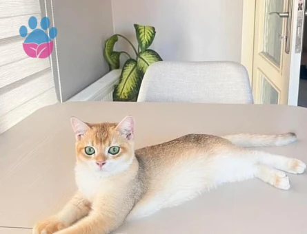 Secereli Ny11 Erkek Golden British