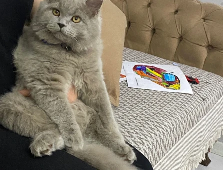 British Longhair Aslan Eş Arıyor - 118970993