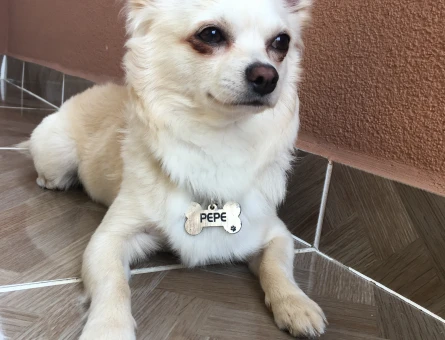 Chihuahua Pepe 4 Yaşında Eş Arıyor - 118970998