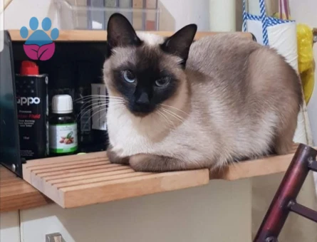 Kızıma Eş Arıyorum