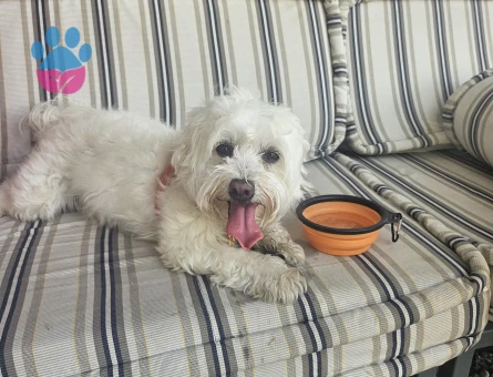 Lady kızıma prens arıyorum