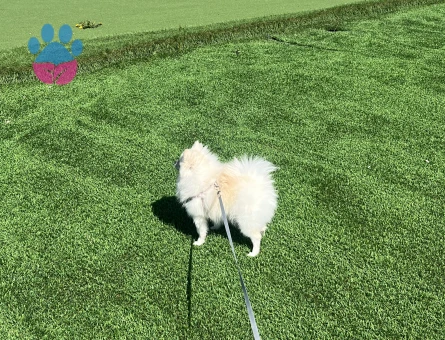 Ücreti verilir pomeranianıma eş arıyorum