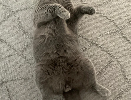SCOTTISH FOLD 1 YAŞINDA ERKEK - 118979174