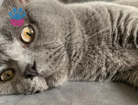 SCOTTISH FOLD 1 YAŞINDA ERKEK