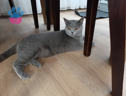 Kızımıza Eş Arıyoruz