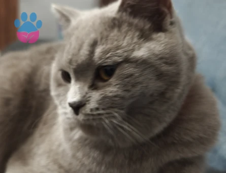 British Shorthair Dişi Kedime Eş Arıyorum - 118984831