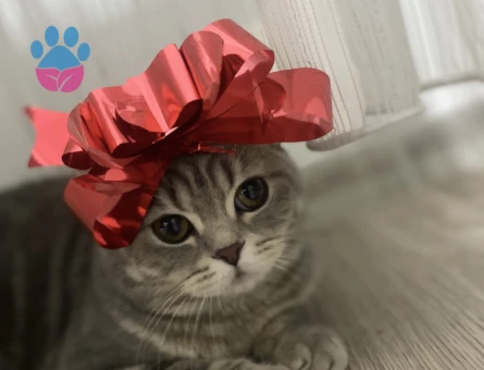 British Shorthair Kedime Es arıyorum - 118984832