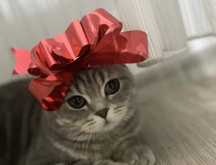 British Shorthair Kedime Es arıyorum - 118984832