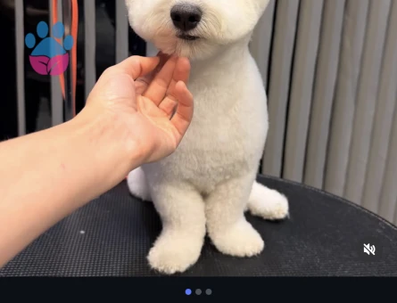 1 Yaşında Orjinal Bichon Kızgınlıkta - Görsel 3