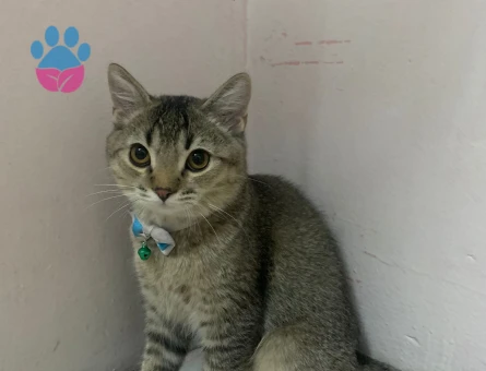 British Shorthair Erkek Kızgınlıkta