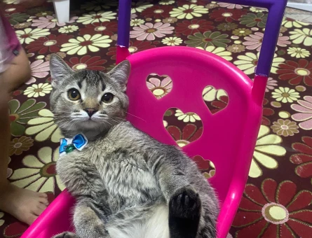 British Shorthair Erkek Kızgınlıkta - 118971584