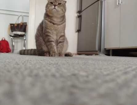 Scottish Fold Kedime Eş Arıyorum - 118979667