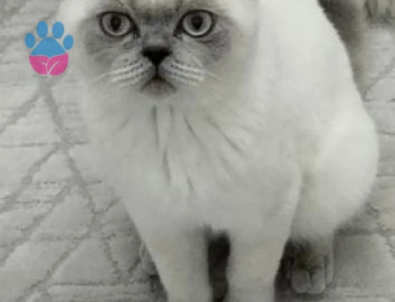 ALFA isimli erkek kedime dişi eş arıyorum