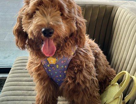 Maltipoo erkek 2 yaşında köpeğim için eş arıyorum - 118979670